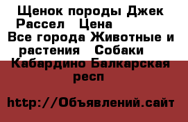 Щенок породы Джек Рассел › Цена ­ 50 000 - Все города Животные и растения » Собаки   . Кабардино-Балкарская респ.